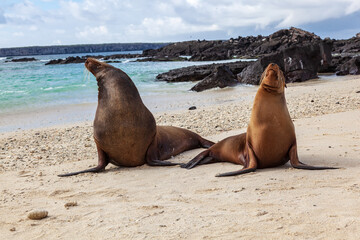 Fototapeta premium Couple of sea lions on the beach of Genovesa Island