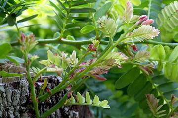 Tropical elite tree , tamarind leaf top 
