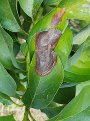 Anthracnose (Colletotrichum gloeosporioides) on avocado leaves in Viet Nam.