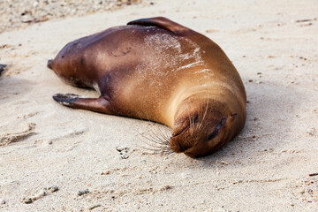 A female sea lion