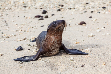 Sea lion cub