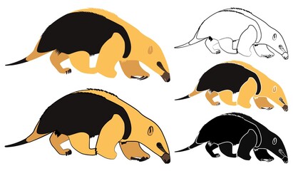 Anteater mirim in front view.