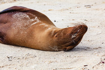 A female sea lion