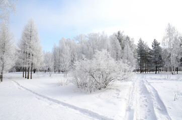 Winter Siberian forest, Omsk region