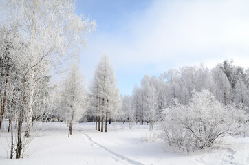 Winter Siberian forest, Omsk region