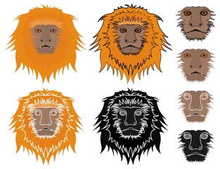 Golden Lion tamarin face view.