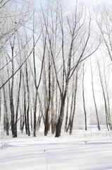 Winter Siberian forest, Omsk region