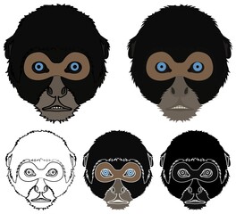 Spider monkey face view colored.