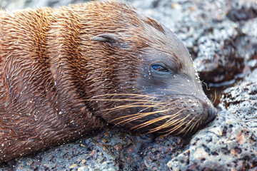 Sea lion cub