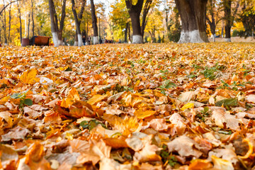 Beautiful yellow maple leaves on sunny day and blurry background. Golden autumn in city park. Close up, macro shot. Fall Scene.