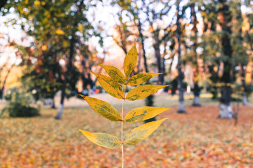 Beautiful yellow maple leaves on sunny day and blurry background. Golden autumn in city park. Close up, macro shot. Fall Scene.