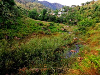 mountain landscape with flowers