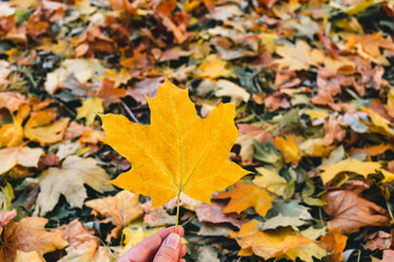 Beautiful yellow maple leaves on sunny day and blurry background. Golden autumn in city park. Close up, macro shot. Fall Scene.	