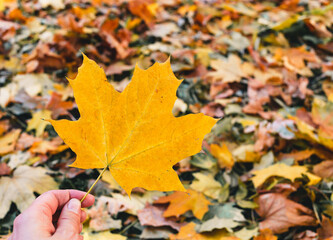 Beautiful yellow maple leaves on sunny day and blurry background. Golden autumn in city park. Close up, macro shot. Fall Scene.