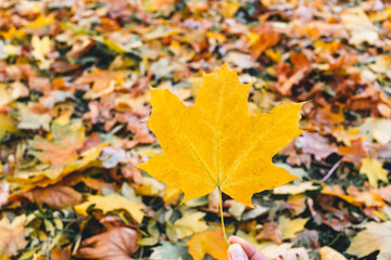 Naklejka na ściany i meble Beautiful yellow maple leaves on sunny day and blurry background. Golden autumn in city park. Close up, macro shot. Fall Scene.