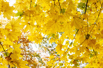 Beautiful yellow maple leaves on sunny day and blurry background. Golden autumn in city park. Close up, macro shot. Fall Scene.