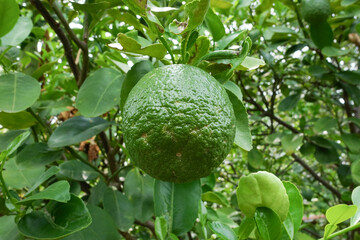 Citrus aurantium var. aurantium, Bouquetier, Sour orange, Bitter orange, Seville orange,Bigarade