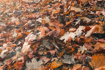 Beautiful yellow maple leaves on sunny day and blurry background. Golden autumn in city park. Close up, macro shot. Fall Scene.	