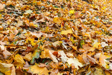 Beautiful yellow maple leaves on sunny day and blurry background. Golden autumn in city park. Close up, macro shot. Fall Scene.
