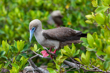 Red-footed booby in its habitat