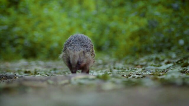 A lost, blind hedgehog walks along a woodland path