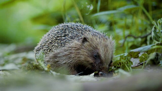 An unwell hedgehog lays trembling and shaking at the side of a woodland track