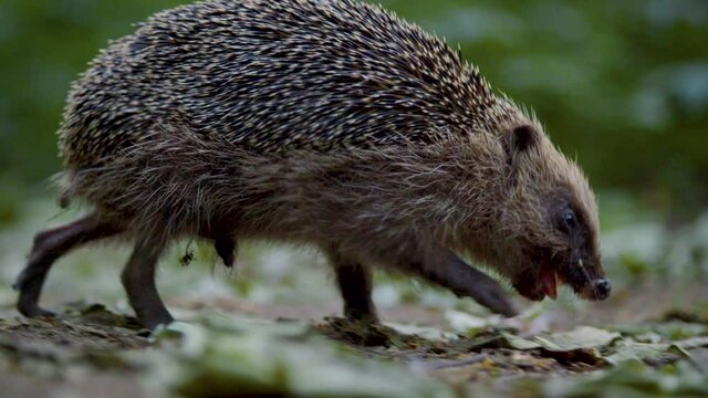 A blind hedgehog slowly wanders through the woods foraging for food