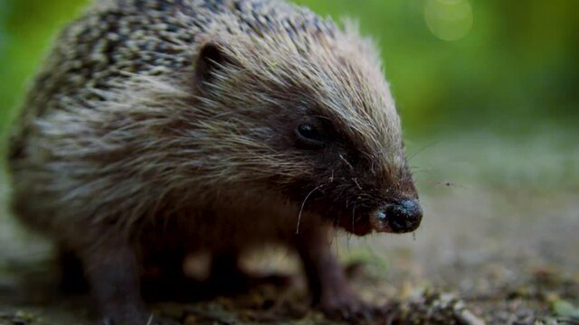 A blind, poorly hedgehog tries to gather its surroundings as it fights for survival