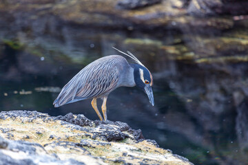 Lava Heron or Galapagos Heron