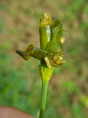 Larvae of bactrocera cucurbitae (melon fly) on red pepper fruit.