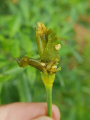 Larvae of bactrocera cucurbitae (melon fly) on red pepper fruit.