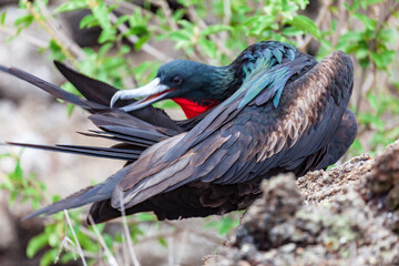 Fregata magnificens, with its red crop