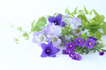 Naklejka na ściany i meble キキョウ、カンパニュラ、サフィニアの紫色の花束