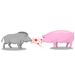 Wild boar direct contact to domestic pig