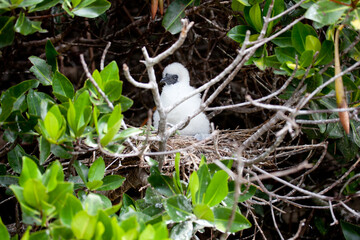 Obraz premium Red-footed, booby nestling