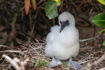 Red-footed, booby nestling