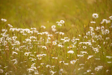 Daisy's in the Field