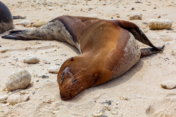 A female sea lion