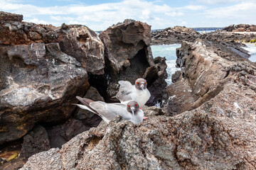 Gull furcatus on Genovesa Island