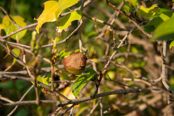 木の実
