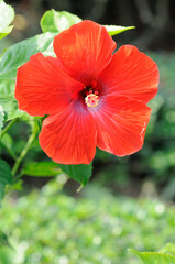 A Beautiful Red Hibiscus