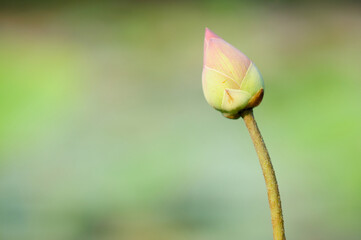 A Lotus Bud in the Morning Sun