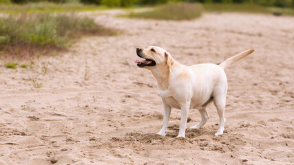 Labrador retriever dog looking up, having walk