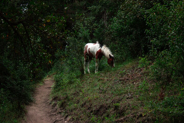 Horse eating grass among the trees of a mountain