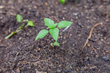 Young sweet basil plant on the soil after raining