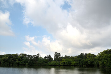 池の上空に、夏の大きな雲が浮かんでいる風景