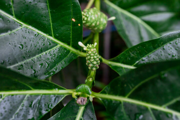 Young morinda citrifolia on the tree and some dews on the leaves
