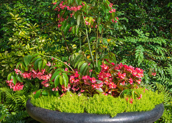 Urn of Begonias 