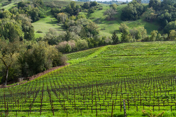 Vineyards and Rolling Hills on Redwood Road,Napa Valley,California,USA