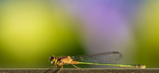 Close up image of Female Common bluetail damselfly with beautiful green blurred background